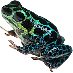 German Green Frog